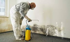 Why You Should Choose Our Mold Remediation Services in West Dennis, MA