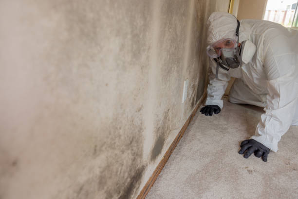 Forensic Mold Investigation in West Dennis, MA